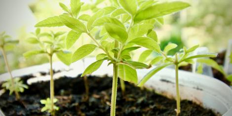 Comercio — Herbolario La Valeriana