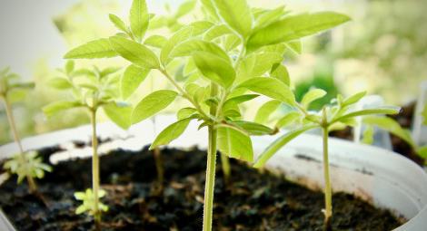 Herbolario la Valeriana
