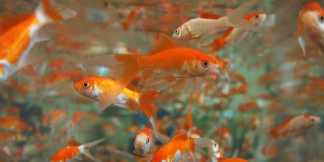 Comercio — Hiperfauna