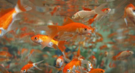 Hiperfauna